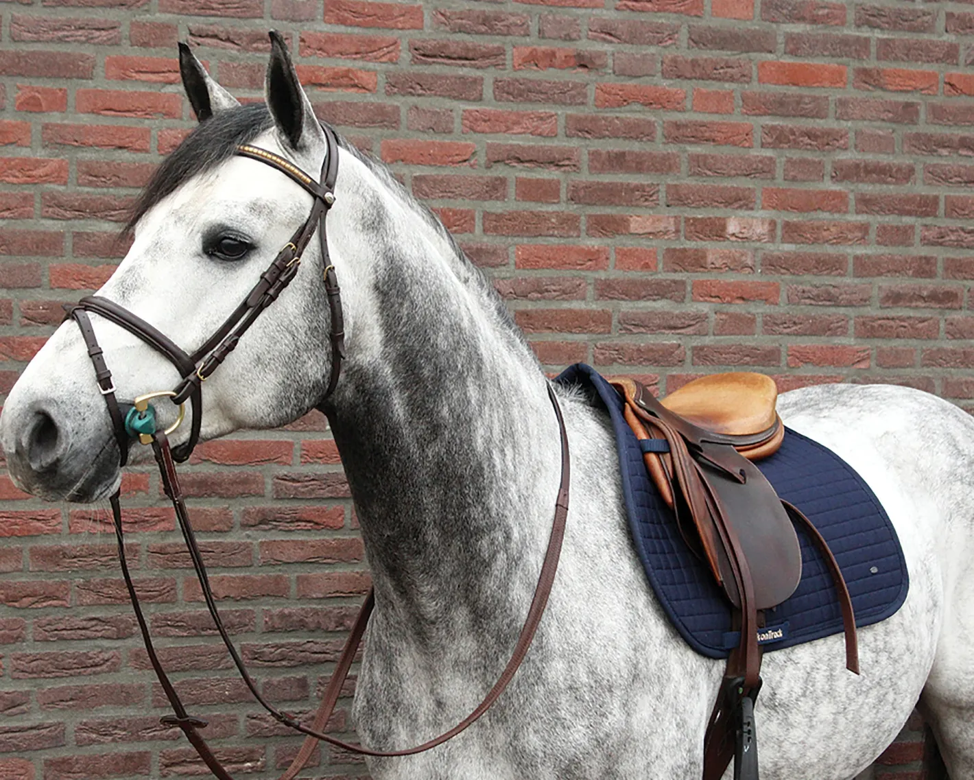 BACK ON TRACK BOT LL Back on Track® All-Purpose Saddle Pad