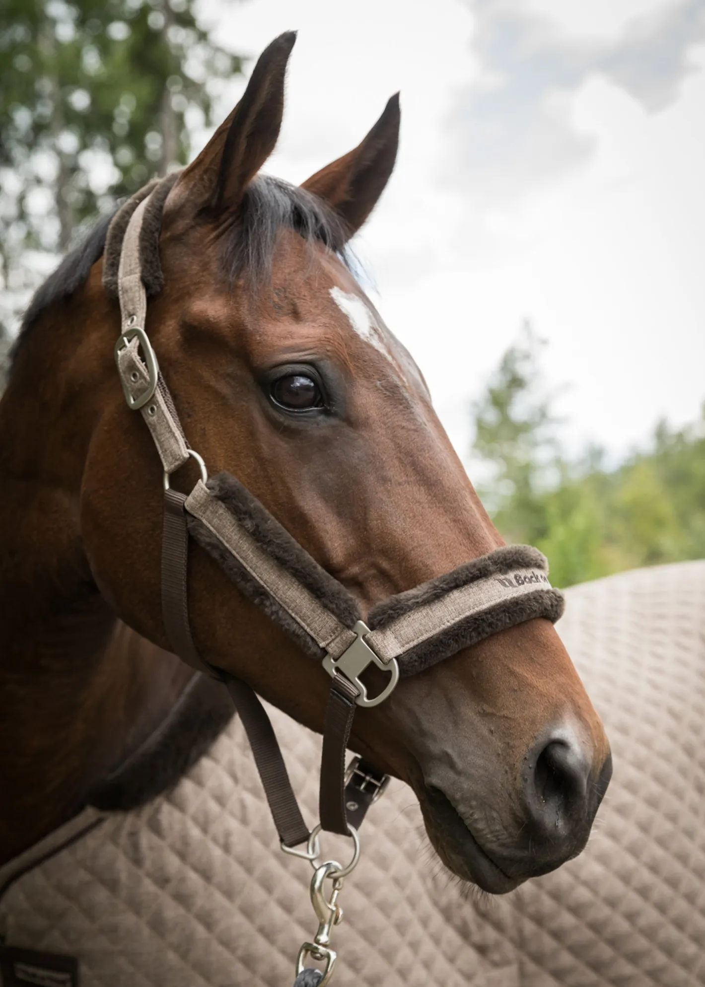 BACK ON TRACK BOT LL Back on Track® Haze Collection Halter
