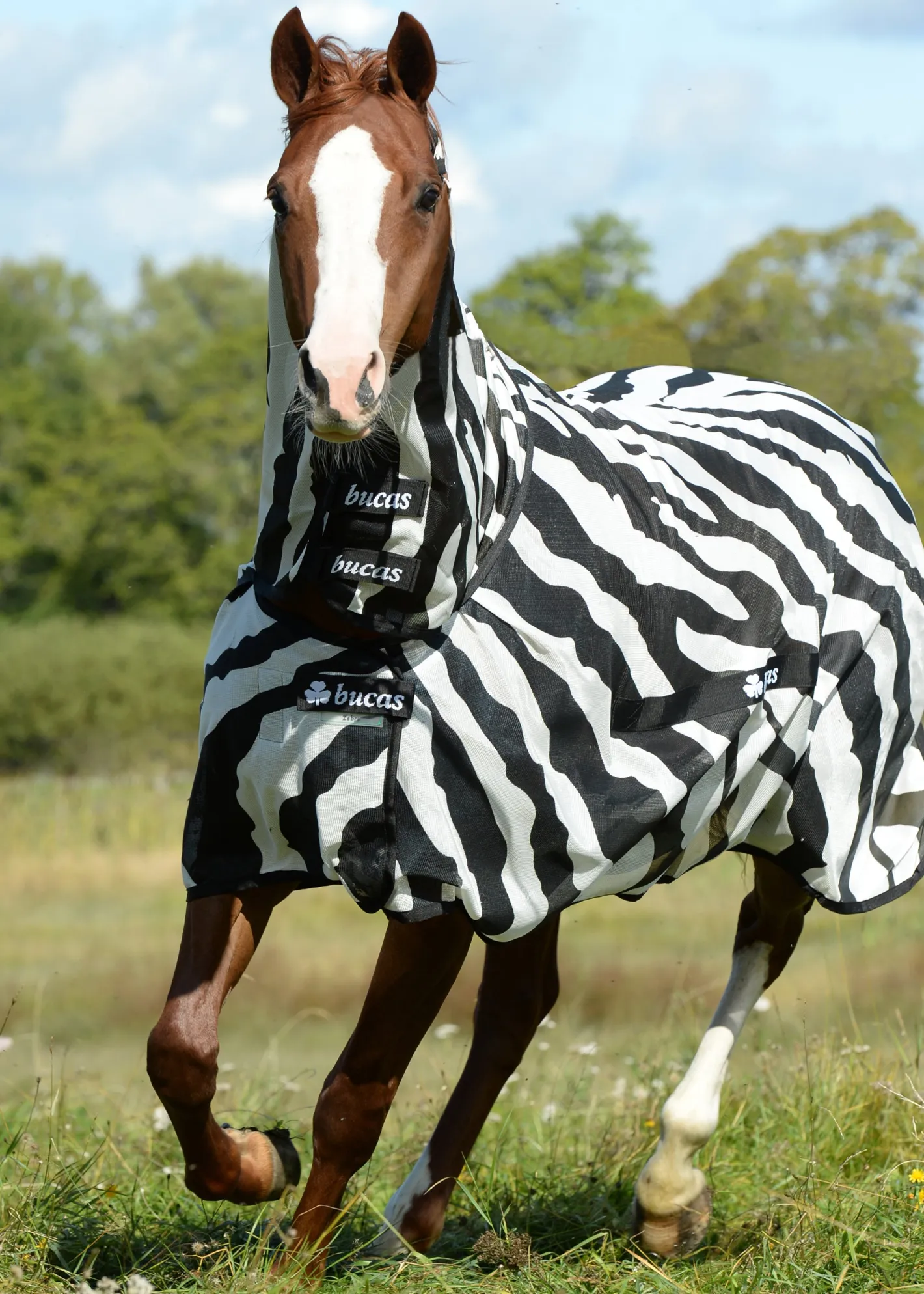 TOKLAT ORIGINALS Bucas Buzz-Off Fly Sheet with High Neck