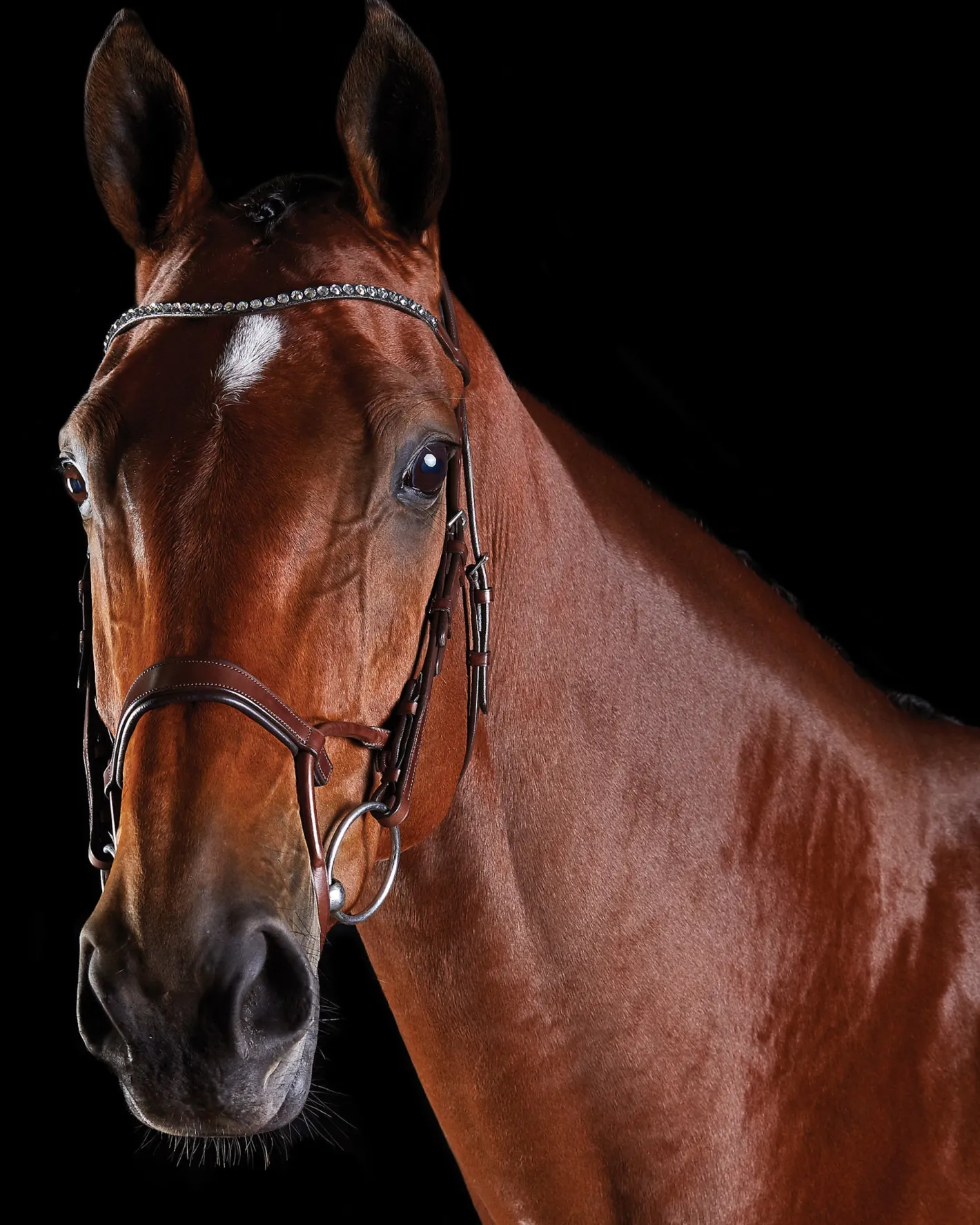 WEATHERBEETA Collegiate® ComFiTec™ Crystal Bridle