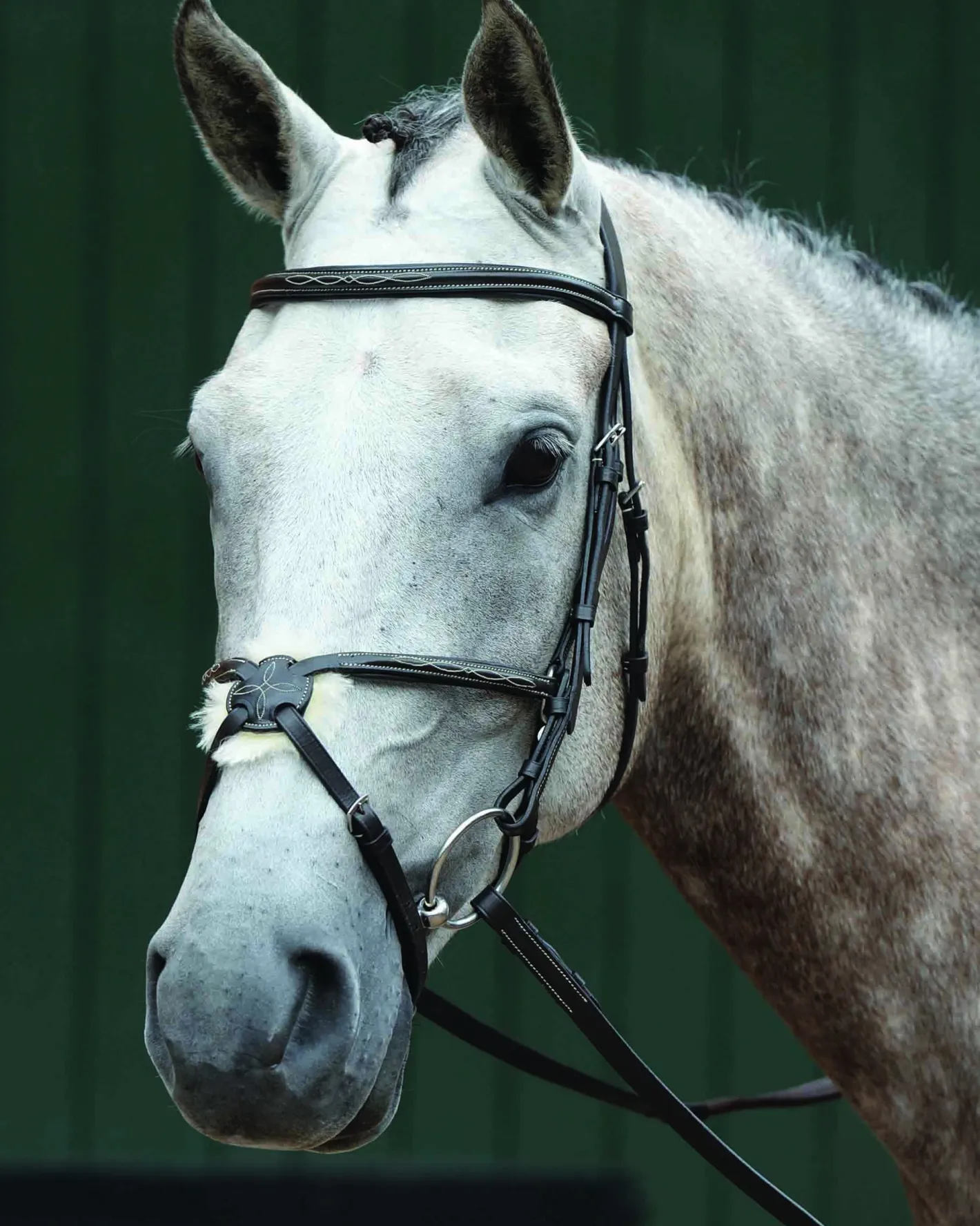WEATHERBEETA Collegiate® Essential Padded Raised Fancy-Stitched Figure-8 Bridle