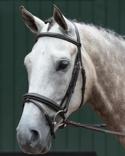 WEATHERBEETA Collegiate® Essential Padded Raised Fancy-Stitched Flash Bridle