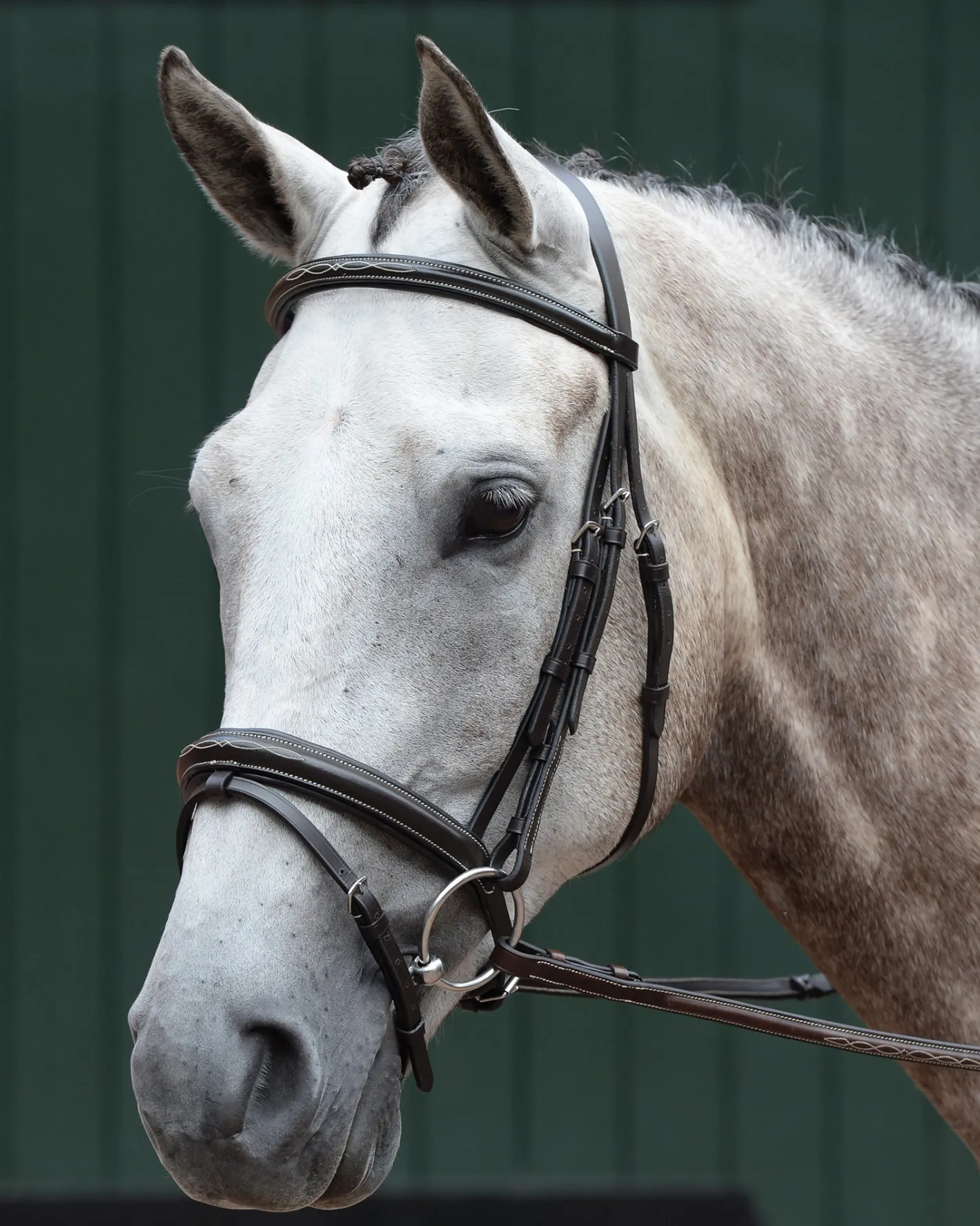 WEATHERBEETA Collegiate® Essential Padded Raised Fancy-Stitched Flash Bridle