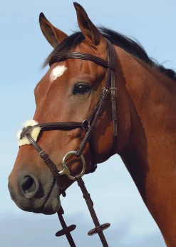 WEATHERBEETA Collegiate® Syntovia+ Padded Raised Figure-8 Bridle