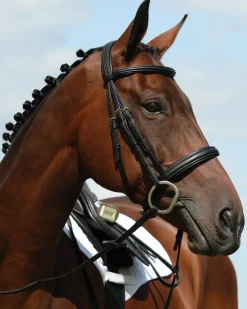 WEATHERBEETA Collegiate Syntovia+ Padded Raised Flash Bridle