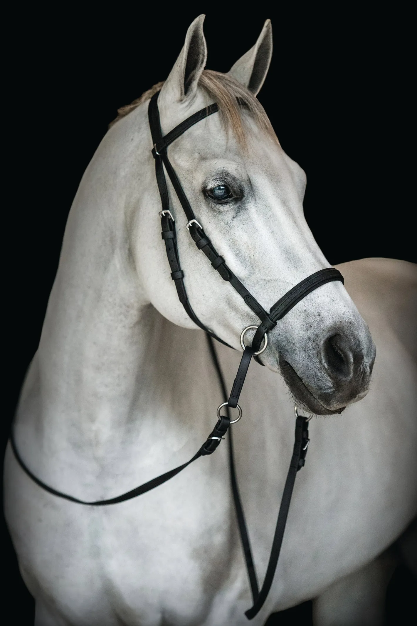 BITLESS BRIDLE Dr. Cook's Beta BitlessBridle™