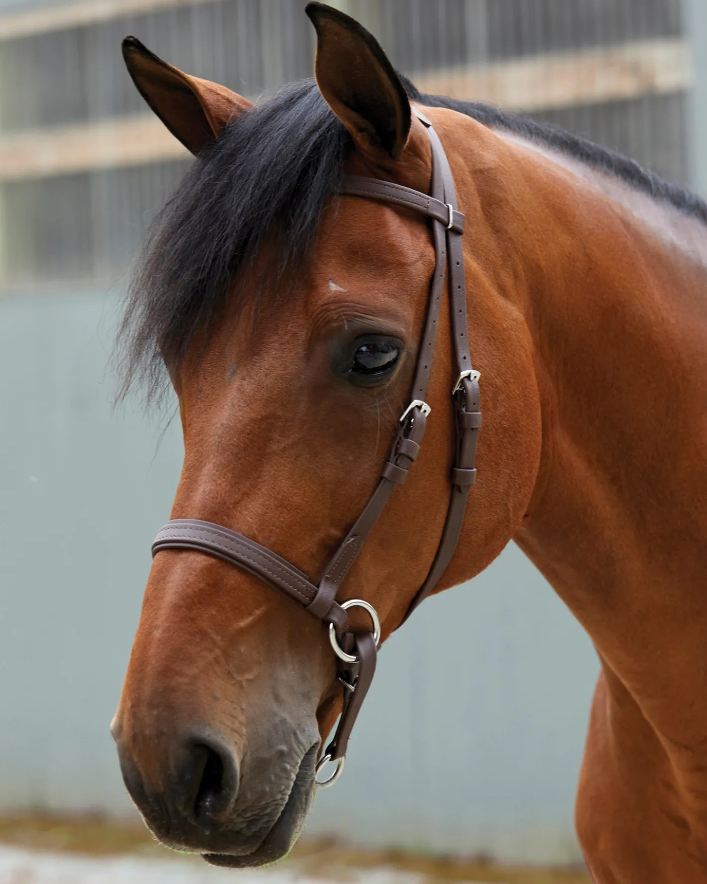 BITLESS BRIDLE Dr. Cook's Beta BitlessBridle™