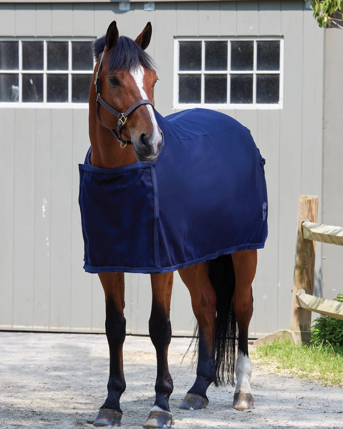 TEXT HORSE DS Awards Cooler