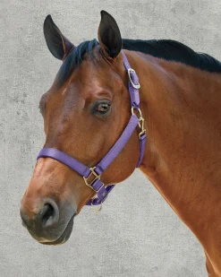 ZEETA INTERNATIONAL DS Heavy Nylon Halter