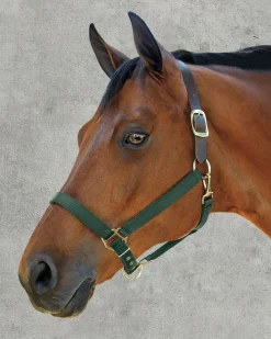 ZEETA INTERNATIONAL DS Heavy Nylon Breakaway Halter