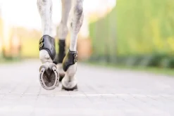 EQUIFIT ® Eq-Teq™ Hind Boots