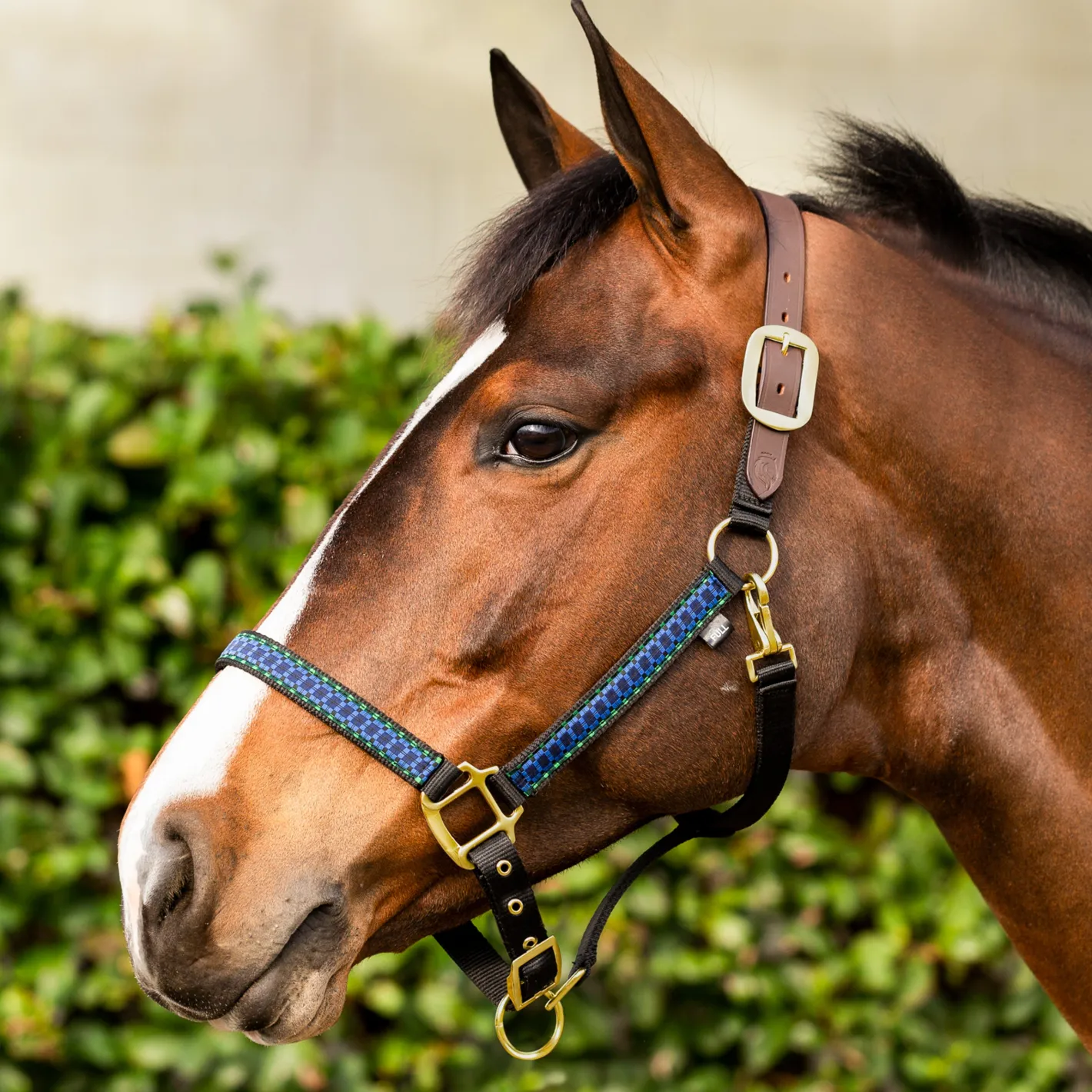 EQUINAVIA Pegasus Ribbon Breakaway Halter