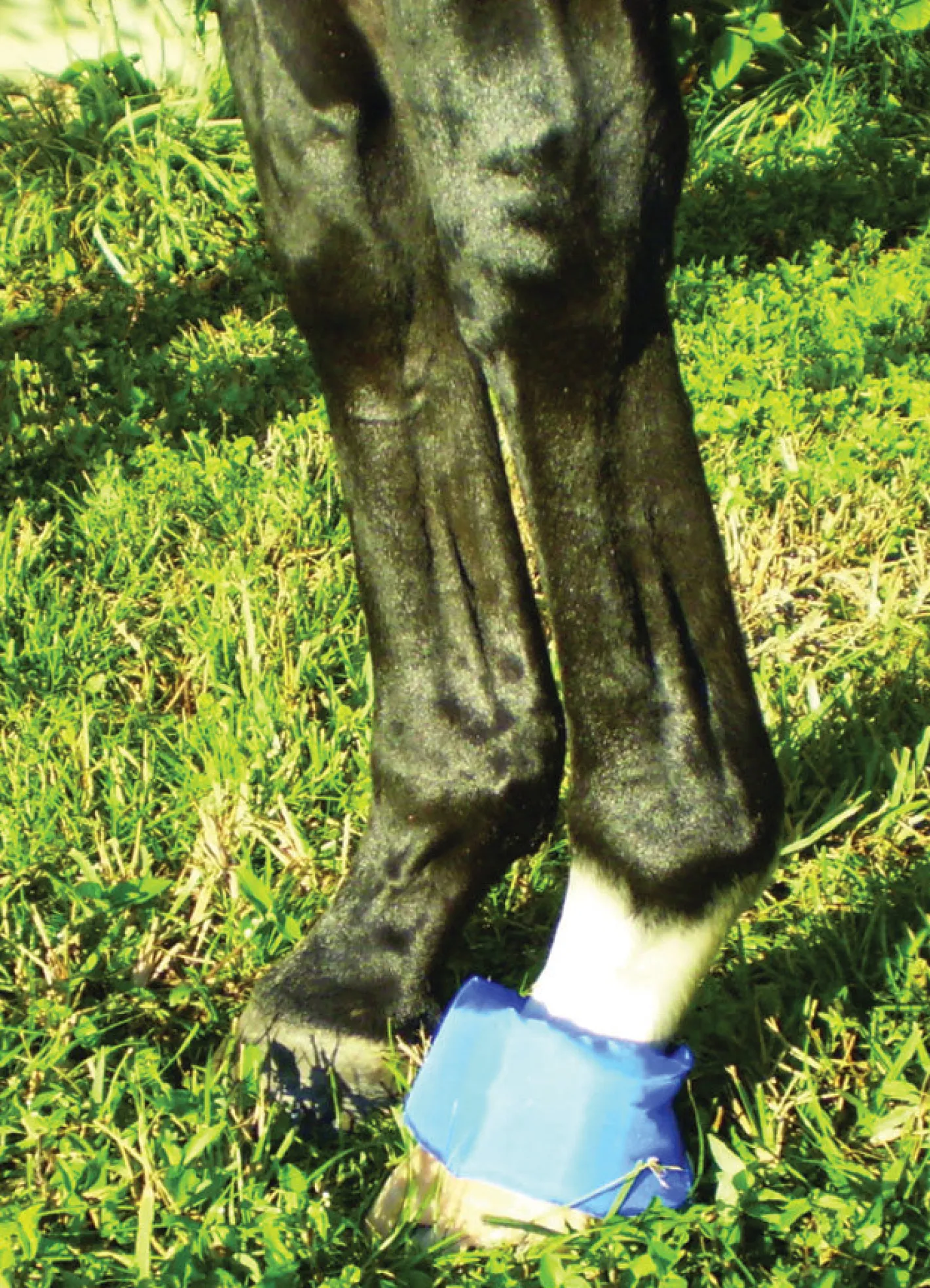EZ ICE Hoof - Founder Pack