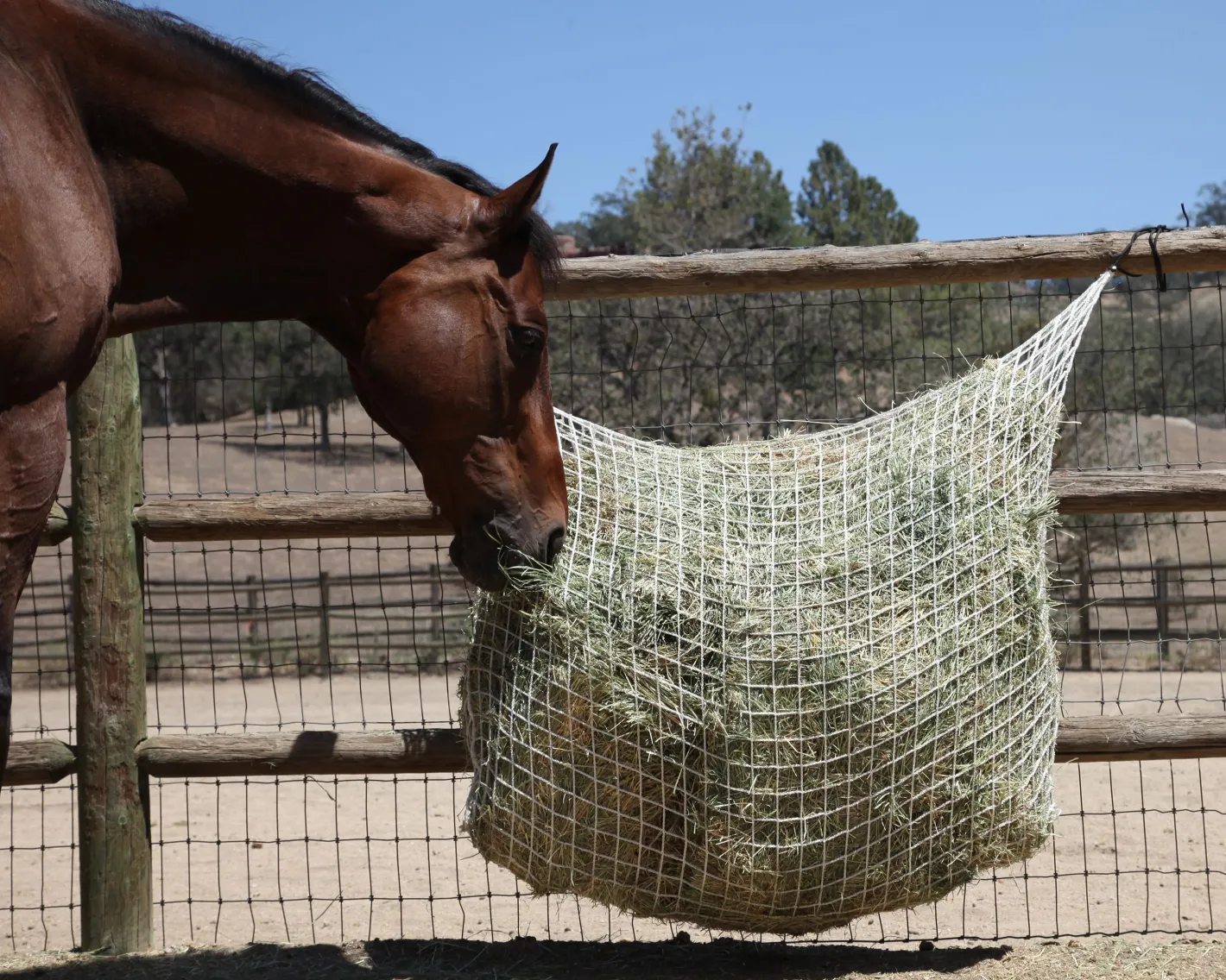KENSINGTON Freedom Feeder Extended Day Net