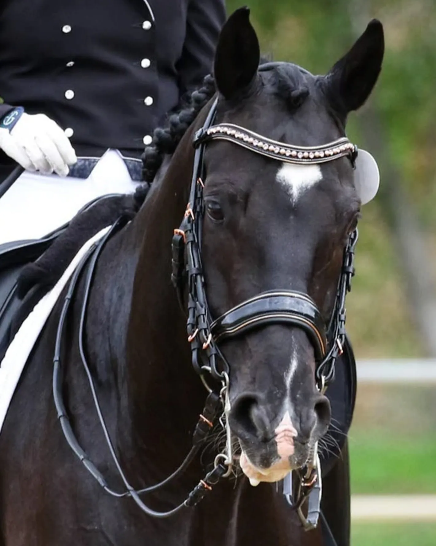 HALTER EGO Aurelia Rose Gold Black Patent Double Bridle