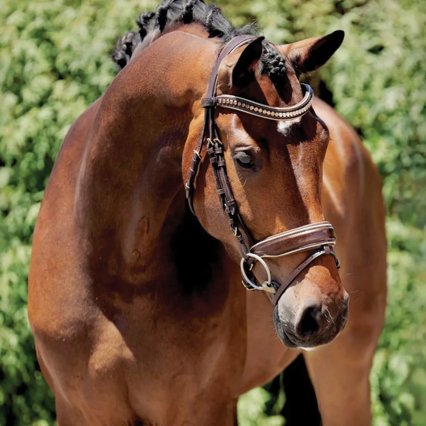 HALTER EGO ® Catalonia Snaffle Bridle