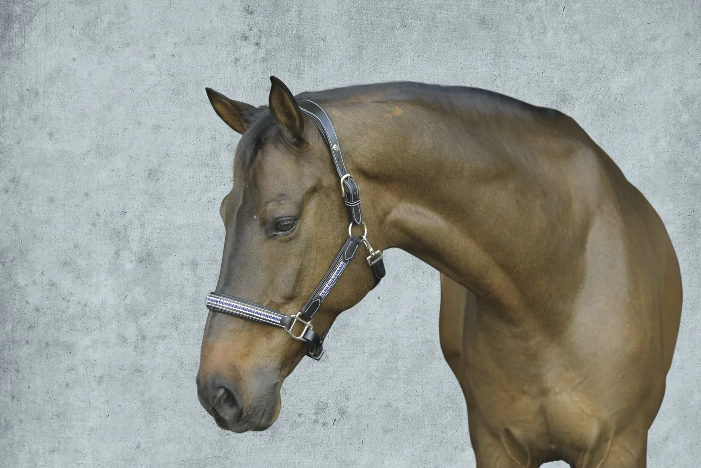 JPC EQUESTRIAN HDR Padded Jewel Halter
