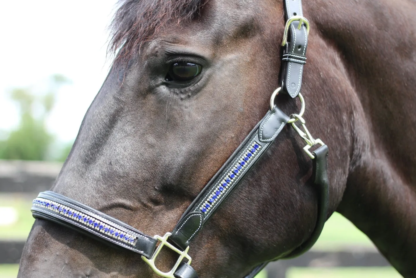JPC EQUESTRIAN HDR Padded Jewel Halter