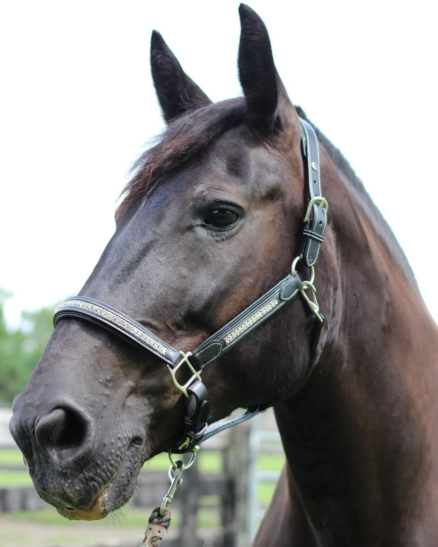 JPC EQUESTRIAN HDR Padded Jewel Halter