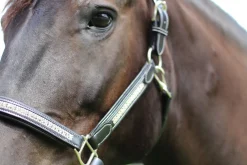JPC EQUESTRIAN HDR Padded Jewel Halter