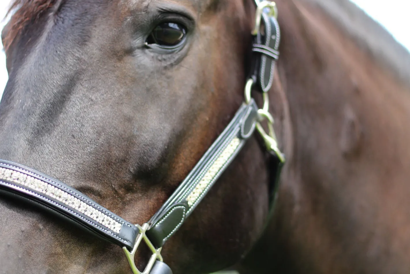 JPC EQUESTRIAN HDR Padded Jewel Halter