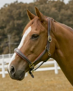 JPC EQUESTRIAN Henri de Rivel Cahill Padded Halter