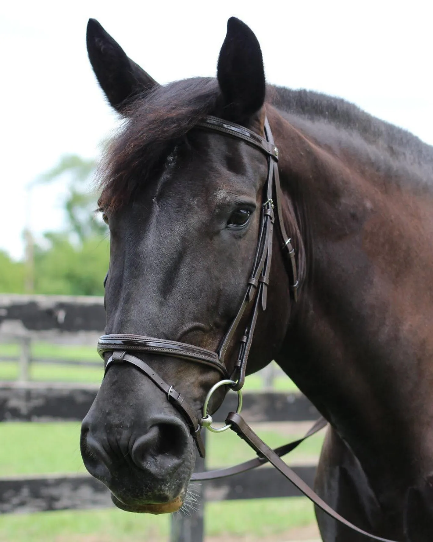 JPC EQUESTRIAN Henri de Rivel Piaffe Mono Crown Bridle with Flash Noseband & Patent Leather