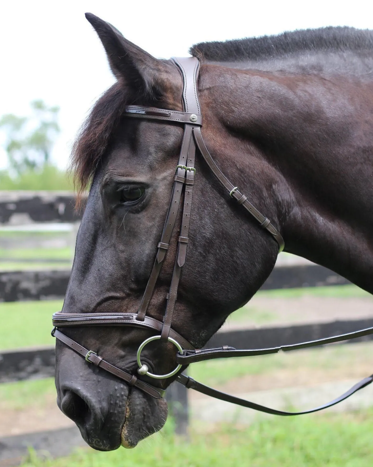 JPC EQUESTRIAN Henri de Rivel Piaffe Mono Crown Bridle with Flash Noseband & Patent Leather