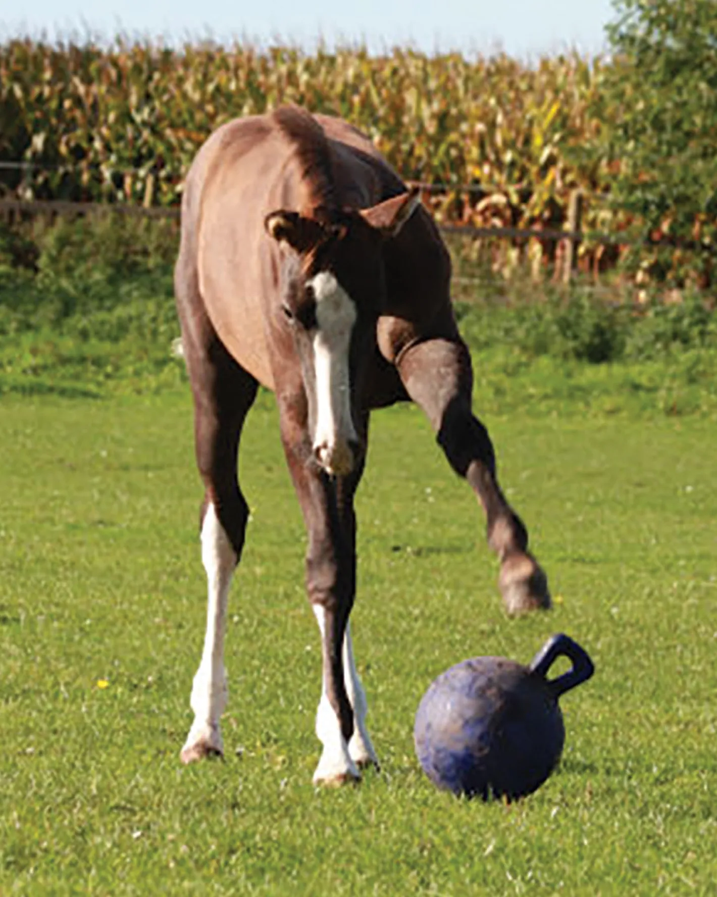 HORSEMEN S PRIDE Horsemen's Pride™ Jolly Ball®