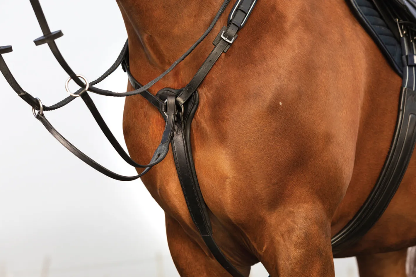 HORSEWARE ® Rambo® Micklem® Three-Point Breastplate