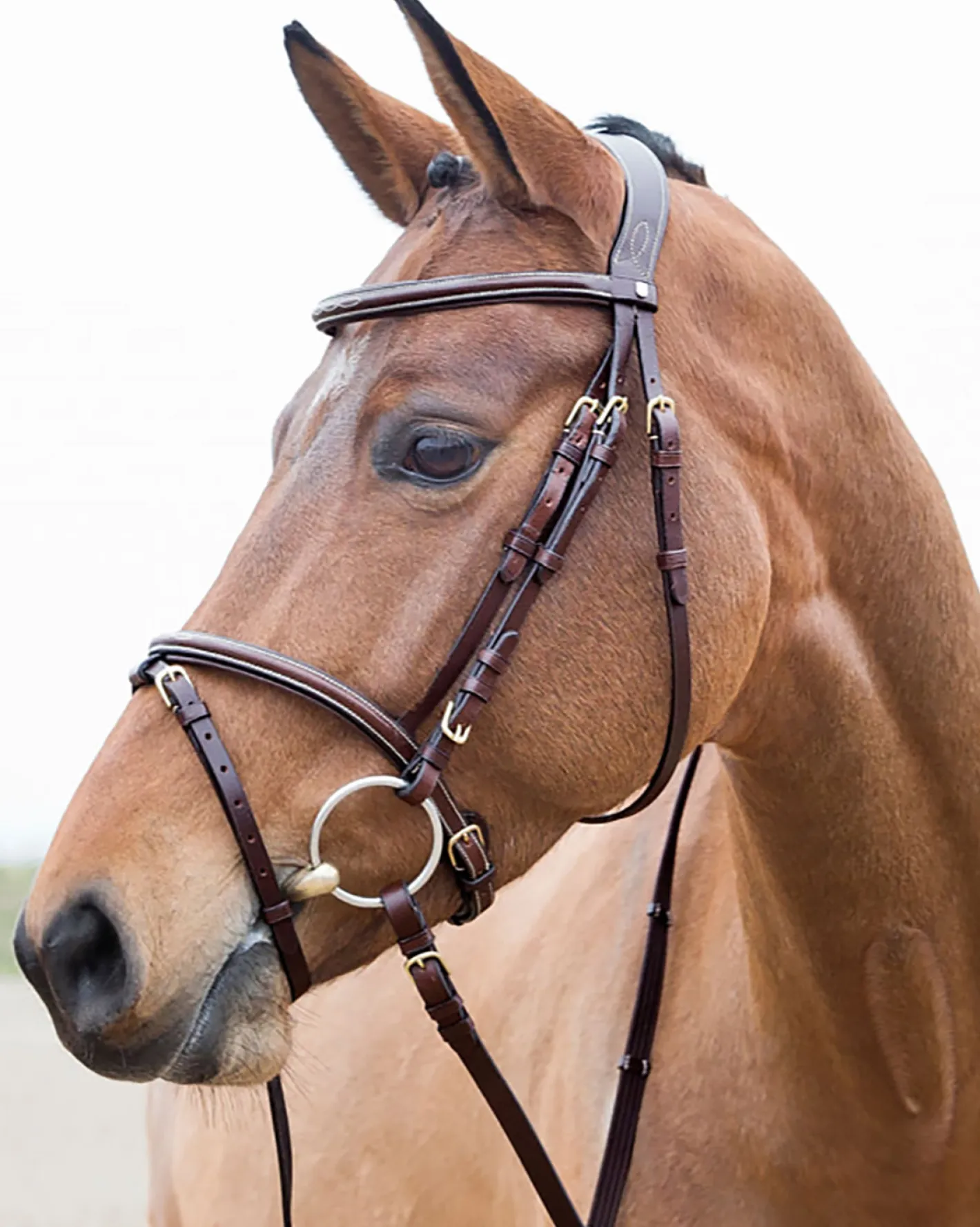 EQUINAVIA Horze Constance Padded Flash Snaffle Bridle