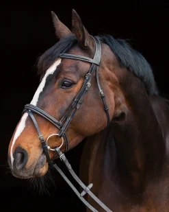 EQUINAVIA Horze Constance Padded Flash Snaffle Bridle
