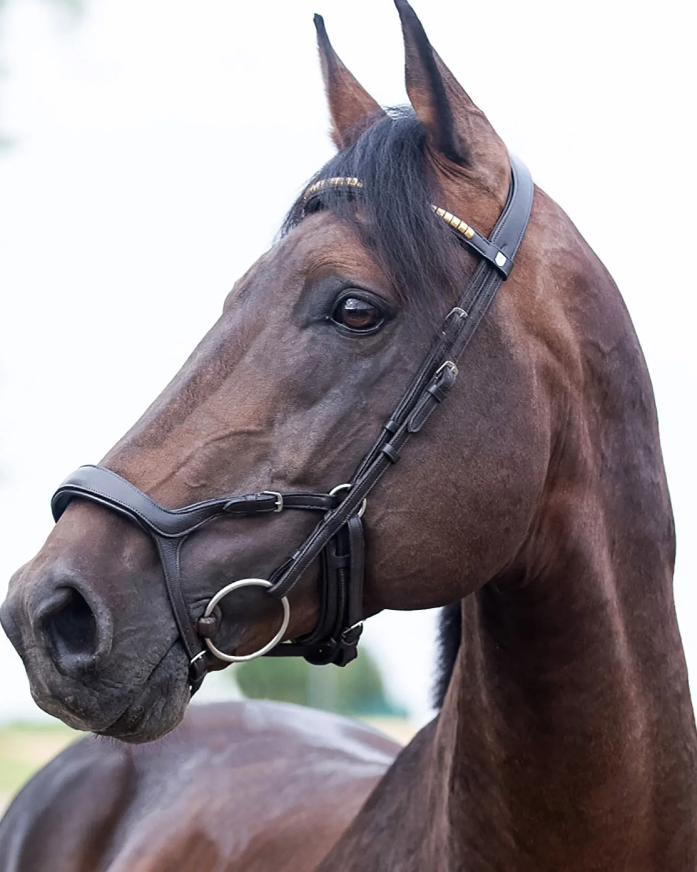 EQUINAVIA Horze Stewart Bridle
