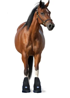 MACKINNON Ice Horse® Small Laminitis Pro Boot