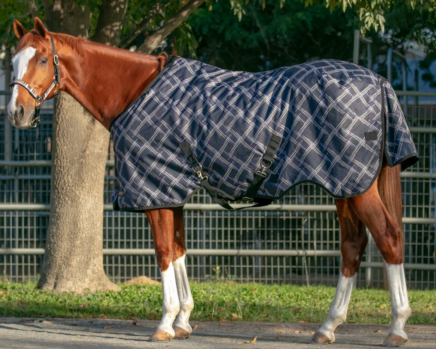 KENSINGTON ™ Pony Signature Medium Weight Turnout Blanket