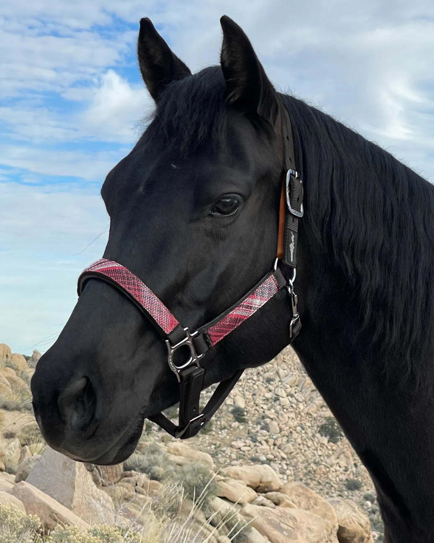 KENSINGTON ™ Premium Breakaway Halter