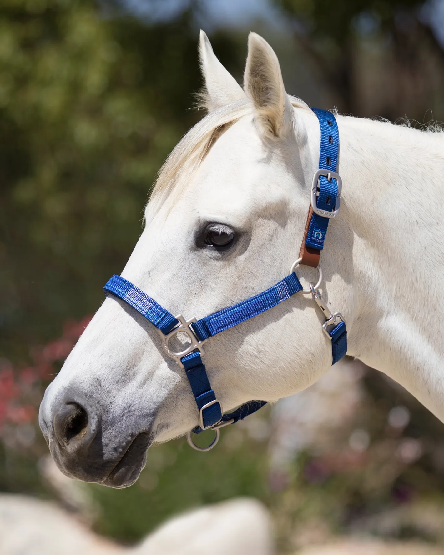KENSINGTON ™ Premium Breakaway Halter