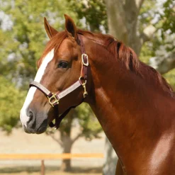 KENSINGTON ™ Premium Breakaway Halter