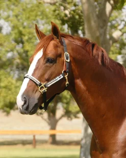 KENSINGTON ™ Premium Breakaway Halter