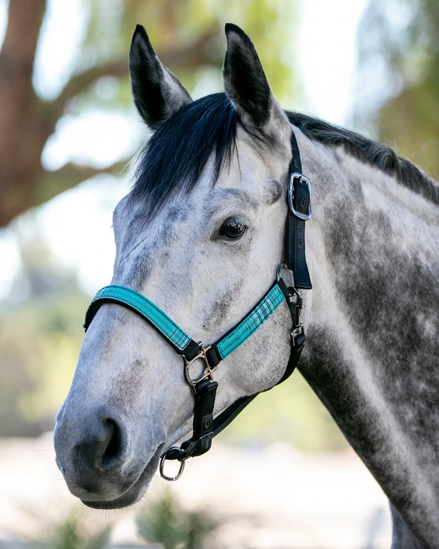 KENSINGTON ™ Premium Breakaway Halter