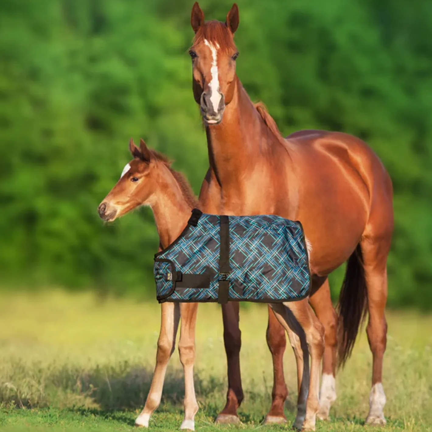 KENSINGTON ™ Signature Adjustable Large Foal Turnout