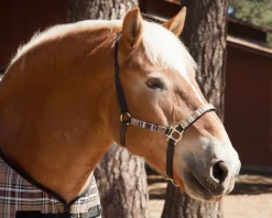KENSINGTON ™ Premium Halter