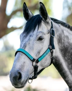 KENSINGTON ™ Premium Halter