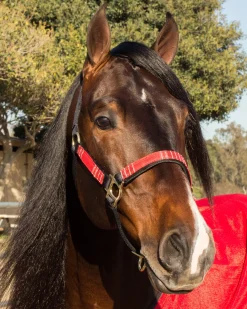 KENSINGTON ™ Premium Halter