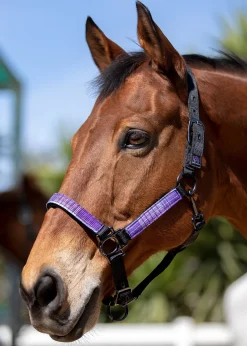 KENSINGTON ™ Premium Halter