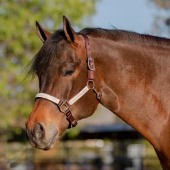 KENSINGTON ™ Premium Halter
