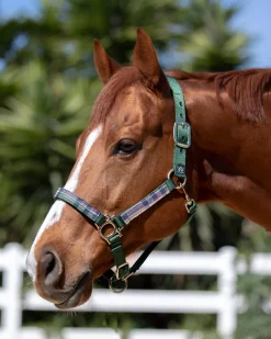 KENSINGTON ™ Premium Halter