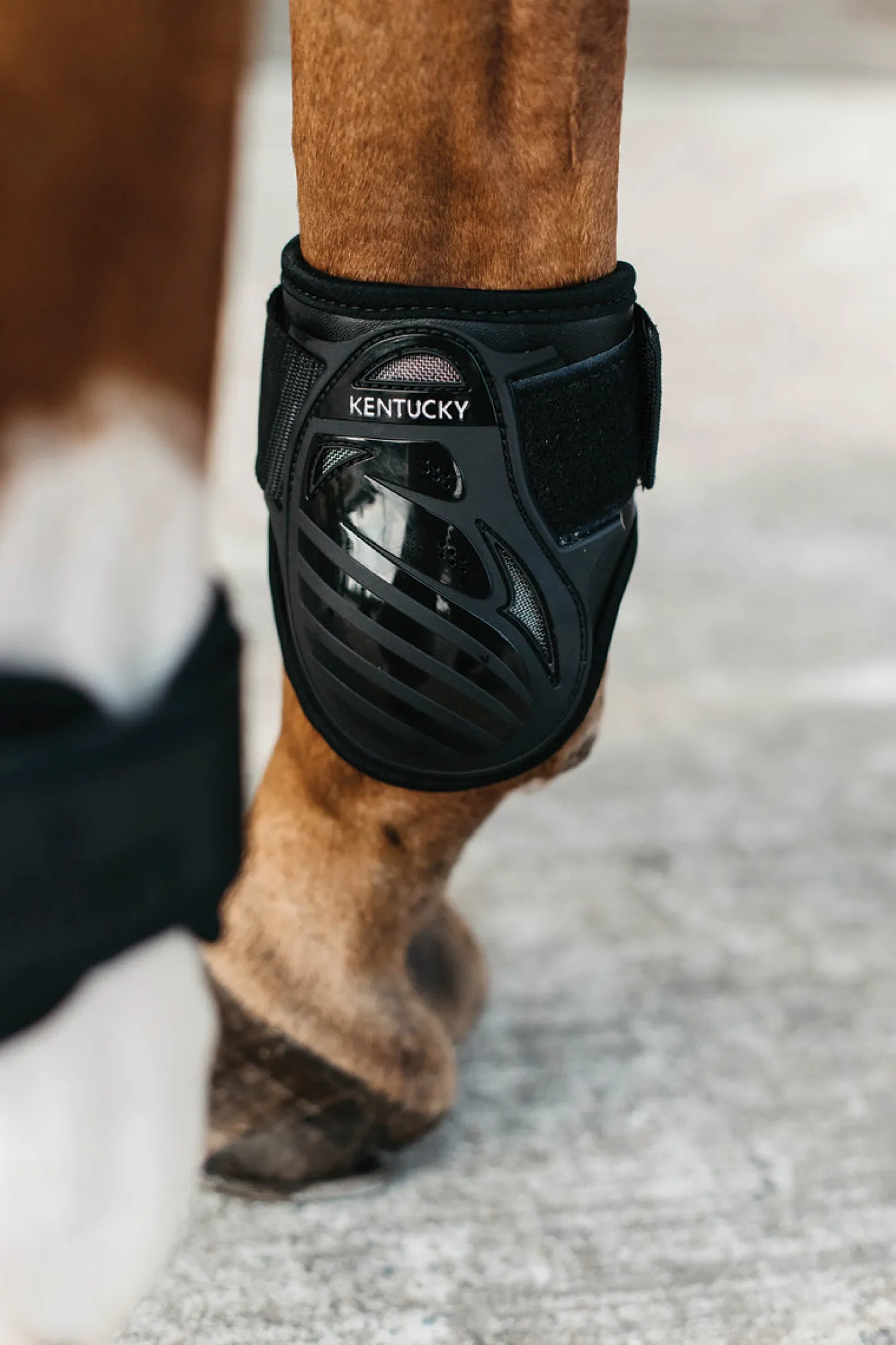 KENTUCKY HORSEWEAR Young Horse Fetlock Boots