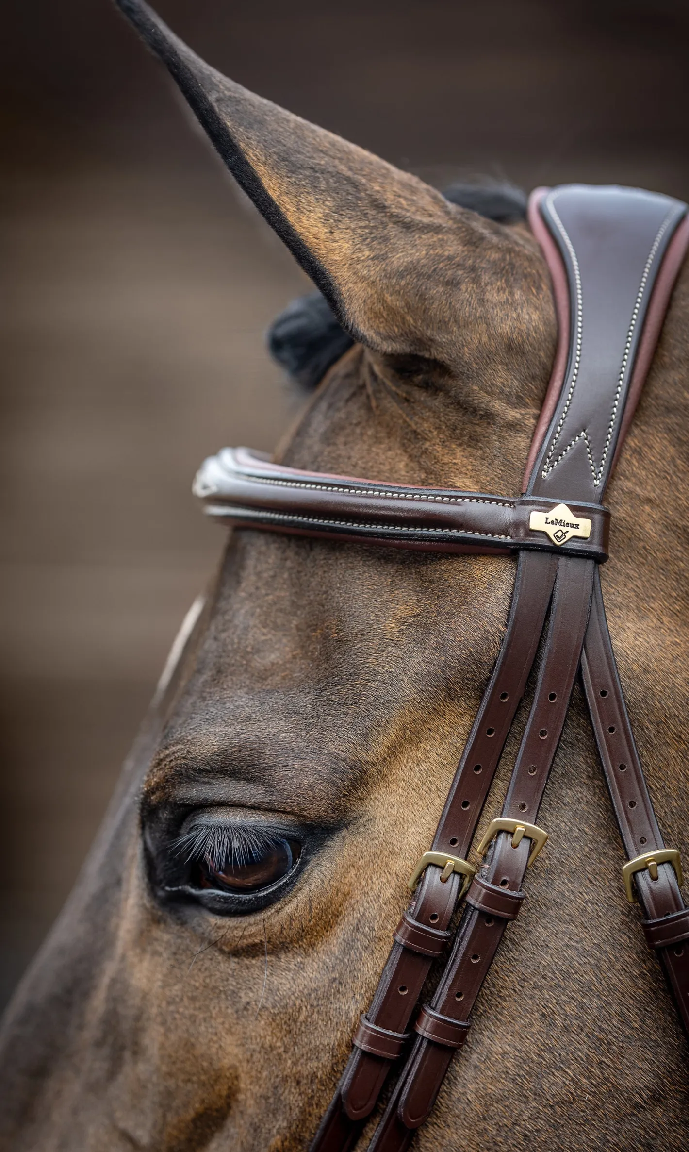 HORSE HEALTH TRADE LeMieux® Kudos Competition Flash Bridle