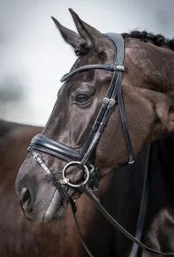 HORSE HEALTH TRADE LeMieux® Kudos Dressage Flash Bridle